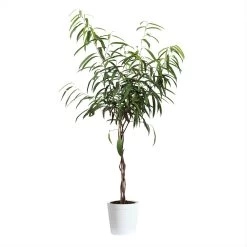 Ficus Alii Braid Plant -Garden-Plants FIC BRA 23 3 whitedelilah