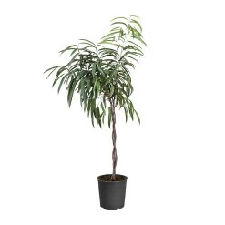 Ficus Alii Braid Plant -Garden-Plants FIC BRA 34 3