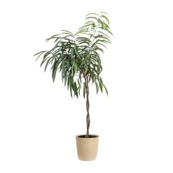 Ficus Alii Braid Plant -Garden-Plants FIC BRA 34 3 beigedelilah