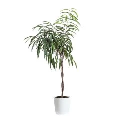 Ficus Alii Braid Plant -Garden-Plants FIC BRA 34 3 whitedelilah