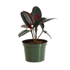 Rubber Plant (Ficus) -Garden-Plants FIC RBG.6