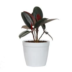 Rubber Plant (Ficus) -Garden-Plants FIC RBG.6 whitedelilah