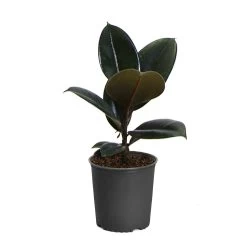 Rubber Plant (Ficus) -Garden-Plants FIC RBG1