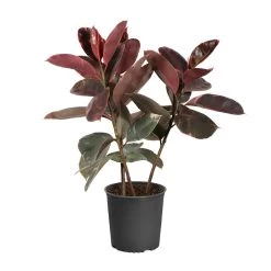 Ficus Ruby (Variegated Rubber Plant) -Garden-Plants FIC RBY3