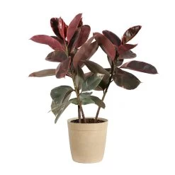 Ficus Ruby (Variegated Rubber Plant) -Garden-Plants FIC RBY3 beigedelilah