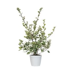 Variegated Ficus Triangularis -Garden-Plants FIC TRI1 delilah white