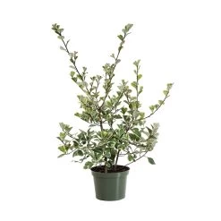 Variegated Ficus Triangularis -Garden-Plants FIC TRI1 standard pot