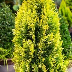 Forever Goldy™ Arborvitae Tree 10 Forever Goldy™ Arborvitae Tree -Garden-Plants FOrever GOldy 4