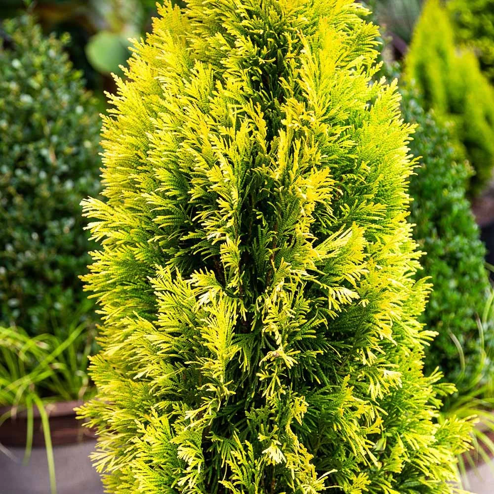 Forever Goldy™ Arborvitae Tree 6 Forever Goldy™ Arborvitae Tree - Image 4