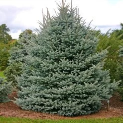Fat Albert Colorado Blue Spruce 9 Fat Albert Colorado Blue Spruce -Garden-Plants Fat albert Blue Spruce 1