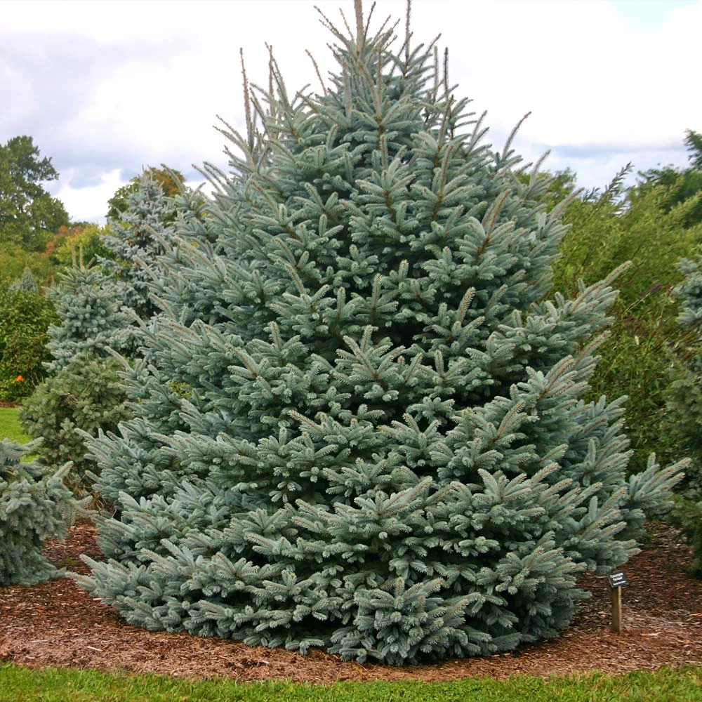 Fat Albert Colorado Blue Spruce 5 Fat Albert Colorado Blue Spruce - Image 3