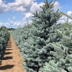 Fat Albert Colorado Blue Spruce 11 Fat Albert Colorado Blue Spruce -Garden-Plants Fat albert Blue Spruce 5