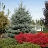 Fat Albert Colorado Blue Spruce 2 Fat Albert Colorado Blue Spruce -Garden-Plants Fat albert Blue Spruce FGT 600x600 2967f4b7 777d 4dcb 9133 7fce04685aca