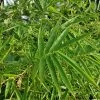 Fernleaf Bamboo -Garden-Plants Fernleaf Multiplex Bamboo 600x600 20b7422e 0d87 4b90 9325 a6ddb642b9ac