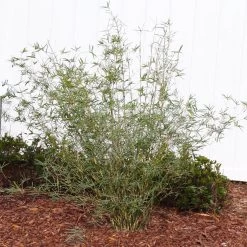 Fernleaf Bamboo -Garden-Plants FernleafMultiplexBamboo 1