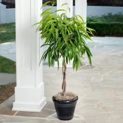 Ficus Alii Braid Plant -Garden-Plants Ficus Alli 2