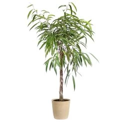 Ficus Alii Braid Plant -Garden-Plants Ficus Alli Delilah Tan 45