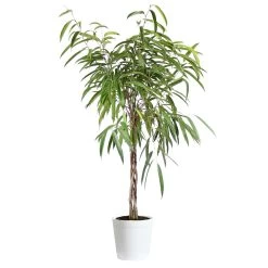Ficus Alii Braid Plant -Garden-Plants Ficus Alli Delilah White 45