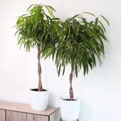Ficus Alii Braid Plant -Garden-Plants Ficus Alli FGT 4