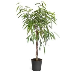 Ficus Alii Braid Plant -Garden-Plants Ficus Alli Standard 45