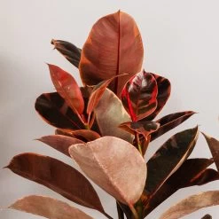 Ficus Ruby (Variegated Rubber Plant) -Garden-Plants Ficus Ruby 3 FGT
