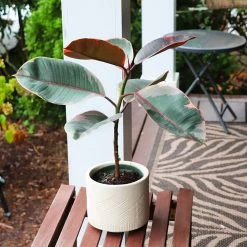 Ficus Ruby (Variegated Rubber Plant) -Garden-Plants Ficus Ruby 5