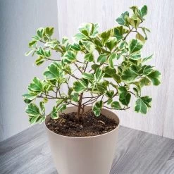 Variegated Ficus Triangularis -Garden-Plants Ficus Triangularis 3 FGT