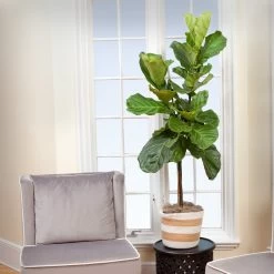 Monstera Deliciosa And Fiddle Leaf Fig Combo -Garden-Plants Fiddle Leaf Fig 2 FGT