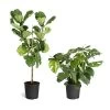 Monstera Deliciosa And Fiddle Leaf Fig Combo -Garden-Plants Fiddle Swiss Combo 3GMon 3 4 Fig 600x600 1c3c9ad7 692d 418a b0f3 48f3822268e1