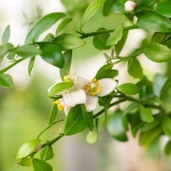 Australian Finger Lime Tree -Garden-Plants Finger Lime Tree 3