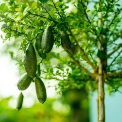 Australian Finger Lime Tree -Garden-Plants Finger Lime Tree 7 FGT