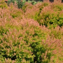 Fire Chief™ Thuja Shrub -Garden-Plants Fire Chief Arborvitae 4