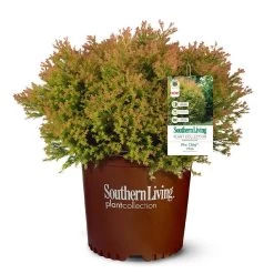 Fire Chief™ Thuja Shrub -Garden-Plants Fire Chief Arborvitae 5