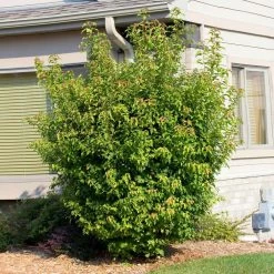 Flame Amur Maple -Garden-Plants Flame Amur 2