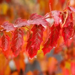 Flame Amur Maple -Garden-Plants Flame Amur 4