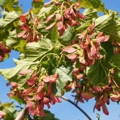 Flame Amur Maple -Garden-Plants Flame Amur 7 FGT