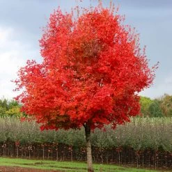 Flashfire® Maple Tree -Garden-Plants Flashfire Maple 1
