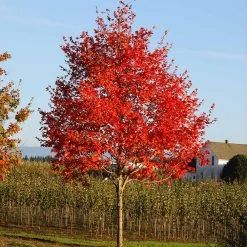 Flashfire® Maple Tree -Garden-Plants Flashfire Maple 2