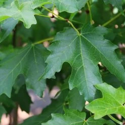 Flashfire® Maple Tree -Garden-Plants Flashfire Maple 3