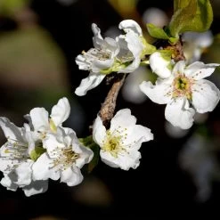 Flavor Queen Pluot® -Garden-Plants Flavor Queen Pluot 3