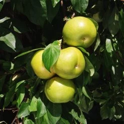 Flavor Queen Pluot® -Garden-Plants Flavor Queen Pluot 4