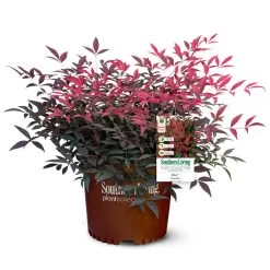 Flirt™ Nandina Shrub -Garden-Plants Flirt Nandina 5
