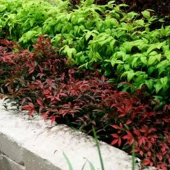 Flirt™ Nandina Shrub -Garden-Plants Flirt Nandina BB 2