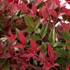 Flirt™ Nandina Shrub -Garden-Plants Flirt Nandina FGT 6