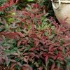 Flirtâ„¢ Nandina Shrub 1 Flirtâ„¢ Nandina Shrub -Garden-Plants Flirt Nandina FGT 600x600 c6f1b96c ea7c 42fb ad5c 9b651418a0af