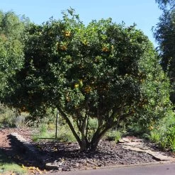 Hardy Orange Tree 'Flying Dragon' 14 Hardy Orange Tree 'Flying Dragon' -Garden-Plants Flying Dragon Trifoliate orange 11 FGT