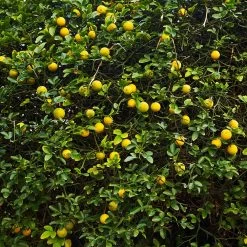 Hardy Orange Tree 'Flying Dragon' 17 Hardy Orange Tree 'Flying Dragon' -Garden-Plants Flying Dragon Trifoliate orange 2