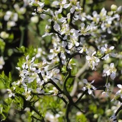 Hardy Orange Tree 'Flying Dragon' 18 Hardy Orange Tree 'Flying Dragon' -Garden-Plants Flying Dragon Trifoliate orange 3 FGT