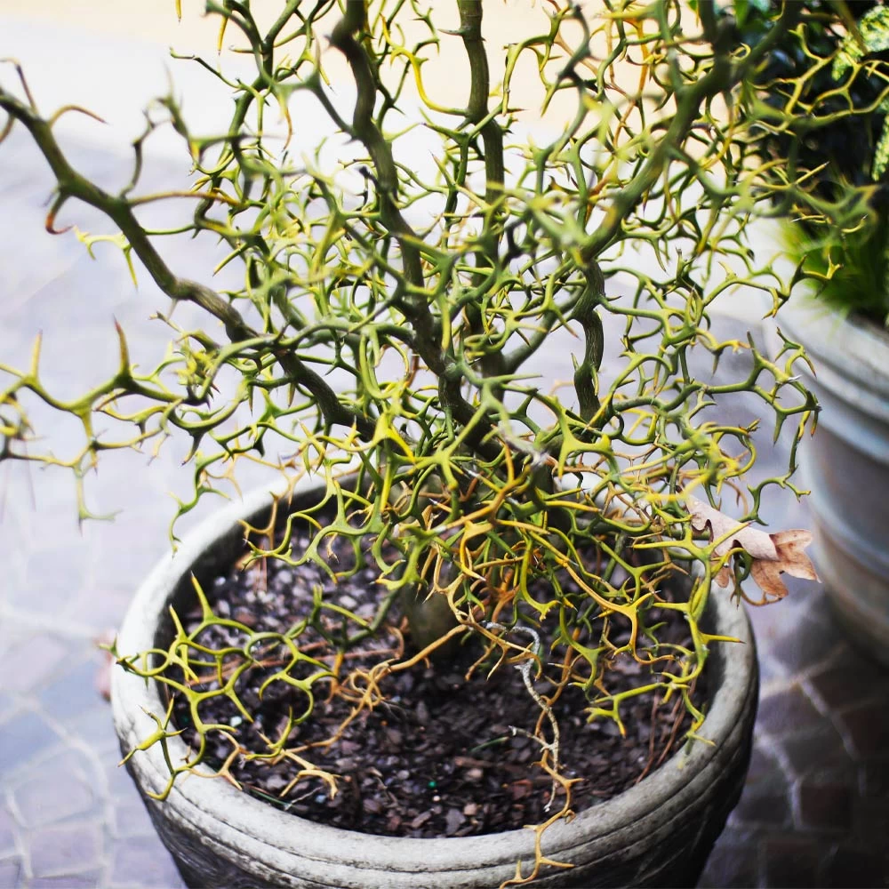 Hardy Orange Tree 'Flying Dragon' 6 Hardy Orange Tree 'Flying Dragon' - Image 4