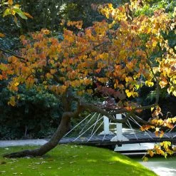 Forest Pansy Redbud -Garden-Plants Forest Pansy Redbud 2